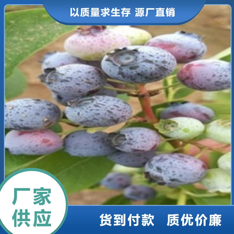 蓝莓苗桃树苗精心选材
