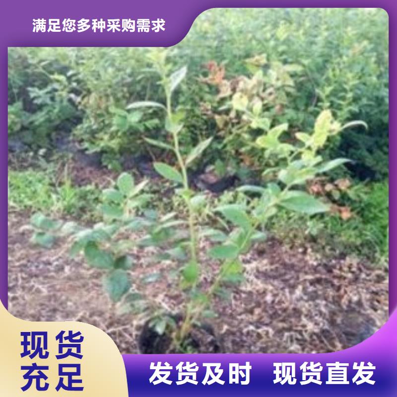 【蓝莓苗,苹果苗超产品在细节】