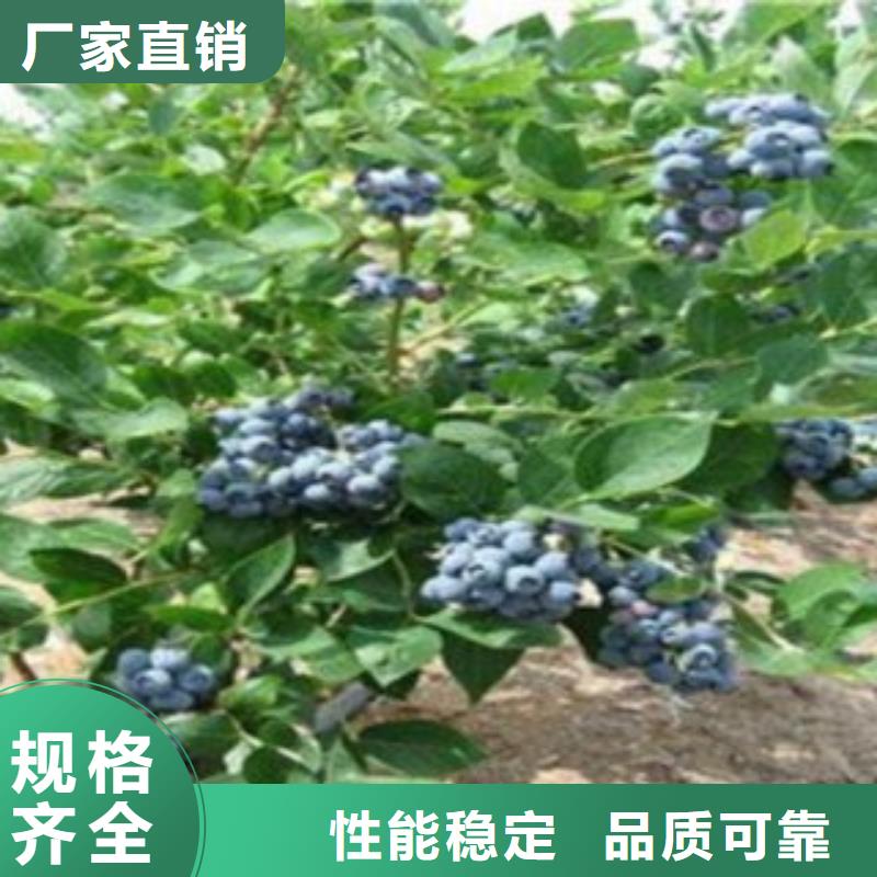 <驻马店>买<兴海>2年生蓝莓树苗供应