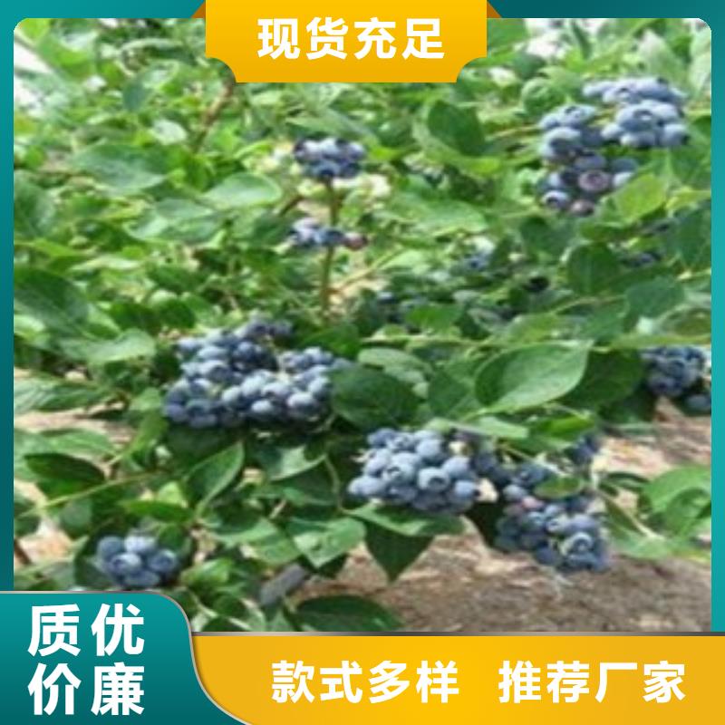 福州购买<兴海>开普菲尔蓝莓树苗基地图片