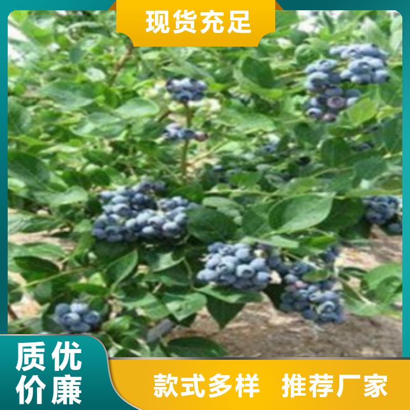 汕头选购【兴海】北陆蓝莓树苗种植时间