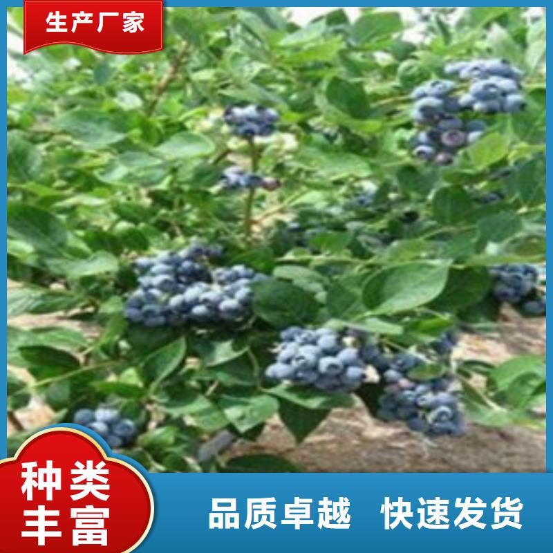 平凉订购兴海考林蓝莓树苗种植方法及时间