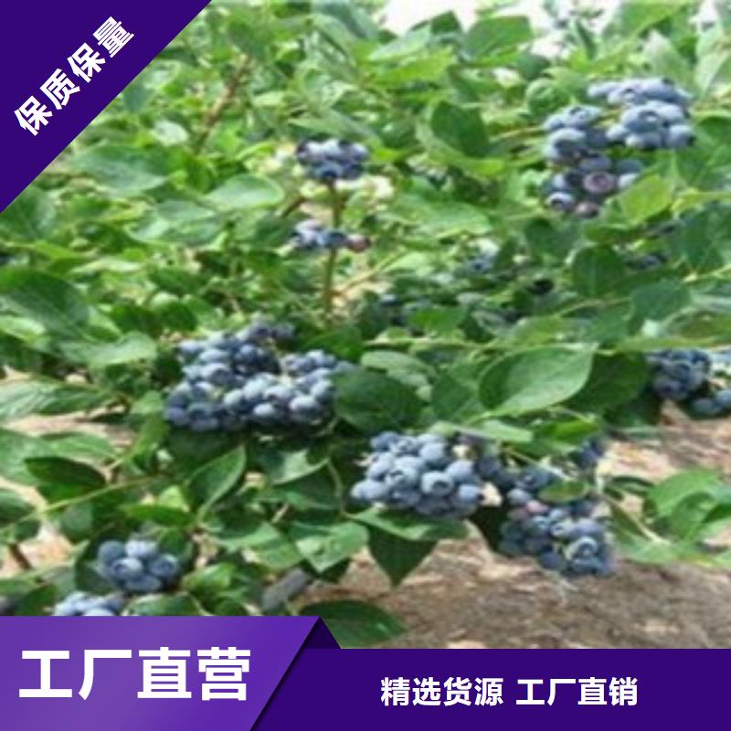 【佛山】值得信赖{兴海}蓝宝石蓝莓树苗几年结果