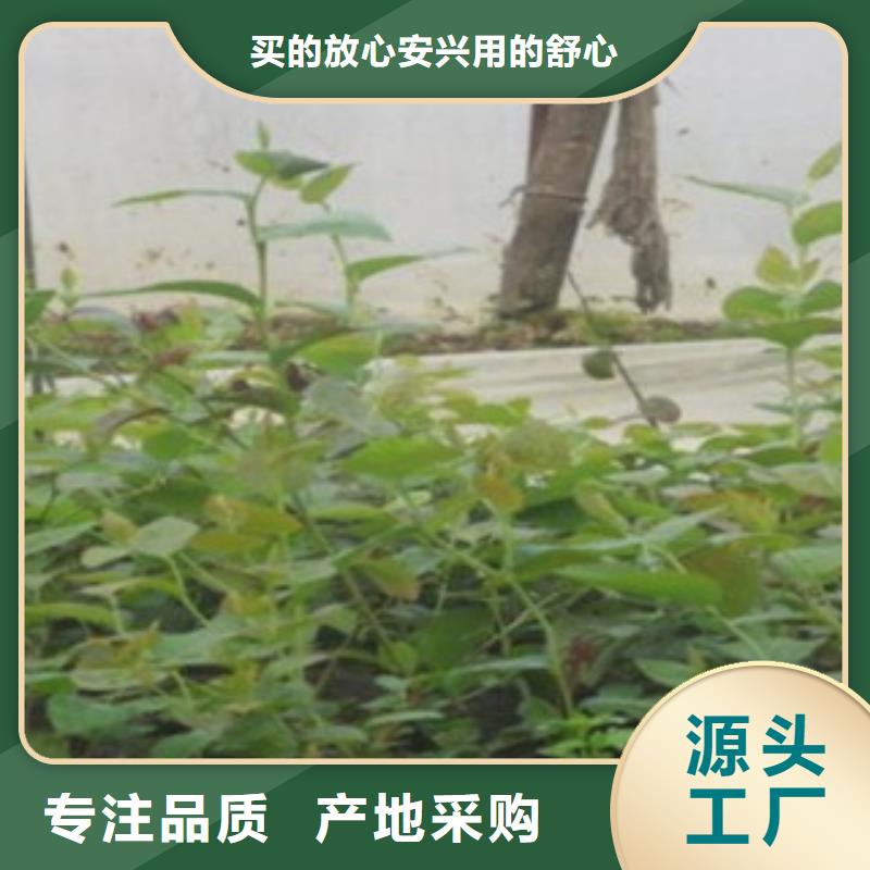 平凉订购兴海考林蓝莓树苗种植方法及时间