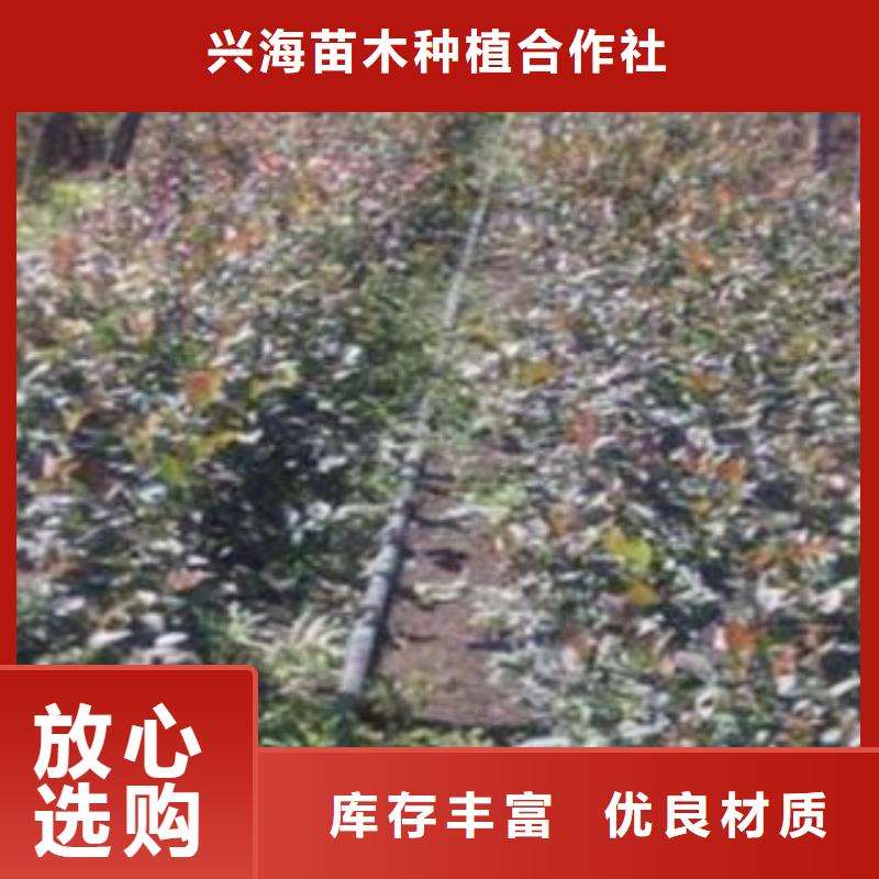汕头选购【兴海】北陆蓝莓树苗种植时间