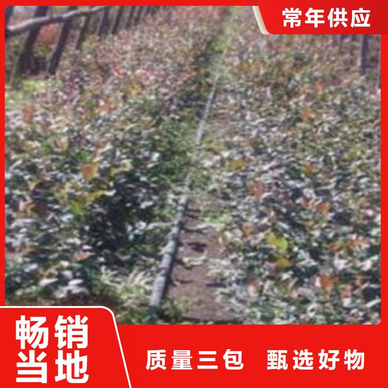福州购买<兴海>开普菲尔蓝莓树苗基地图片