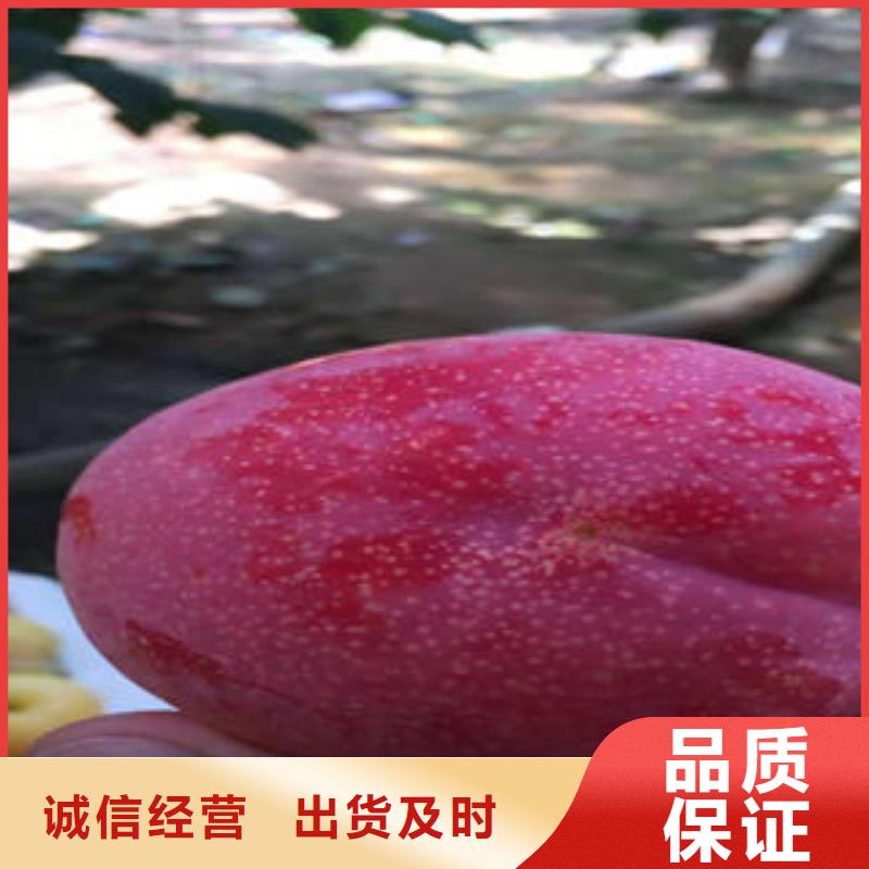李子苗梨樹苗價格實惠工廠直供