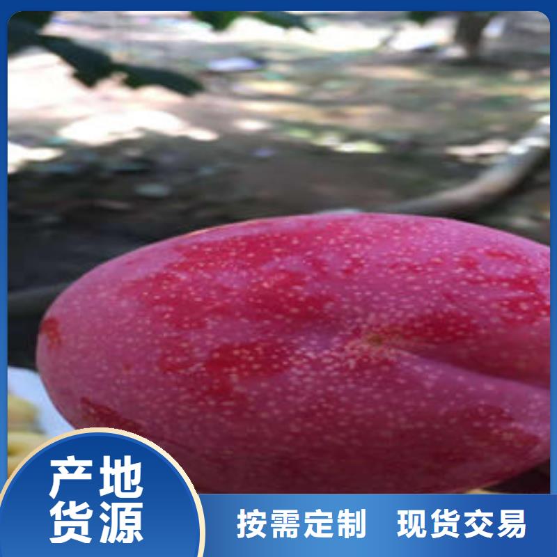 李子苗_山楂苗注重细节