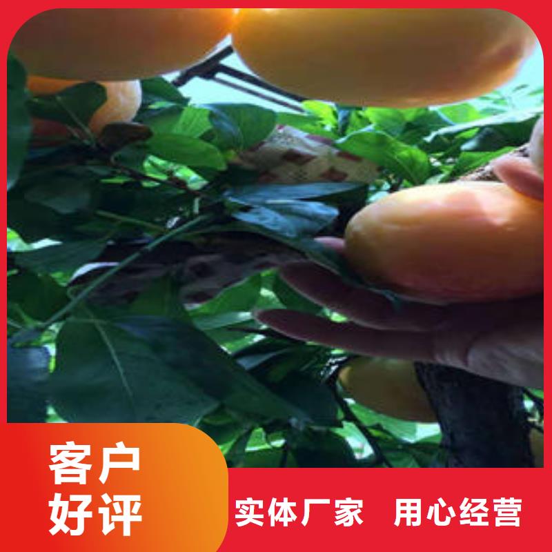 李子苗核桃苗用心制作