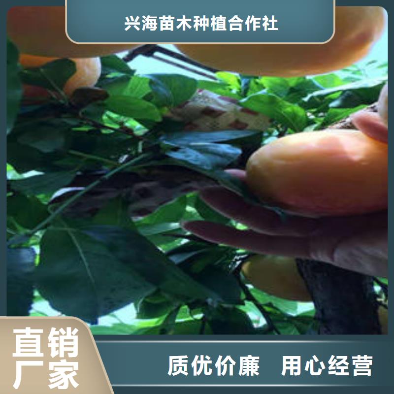 李子苗板栗苗源头把关放心选购