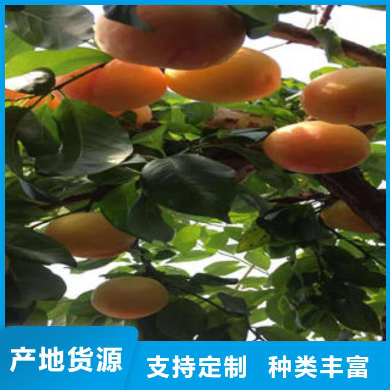 李子苗_桃树苗设计合理