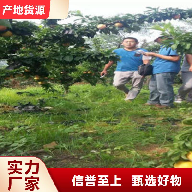 李子苗核桃苗用心制作