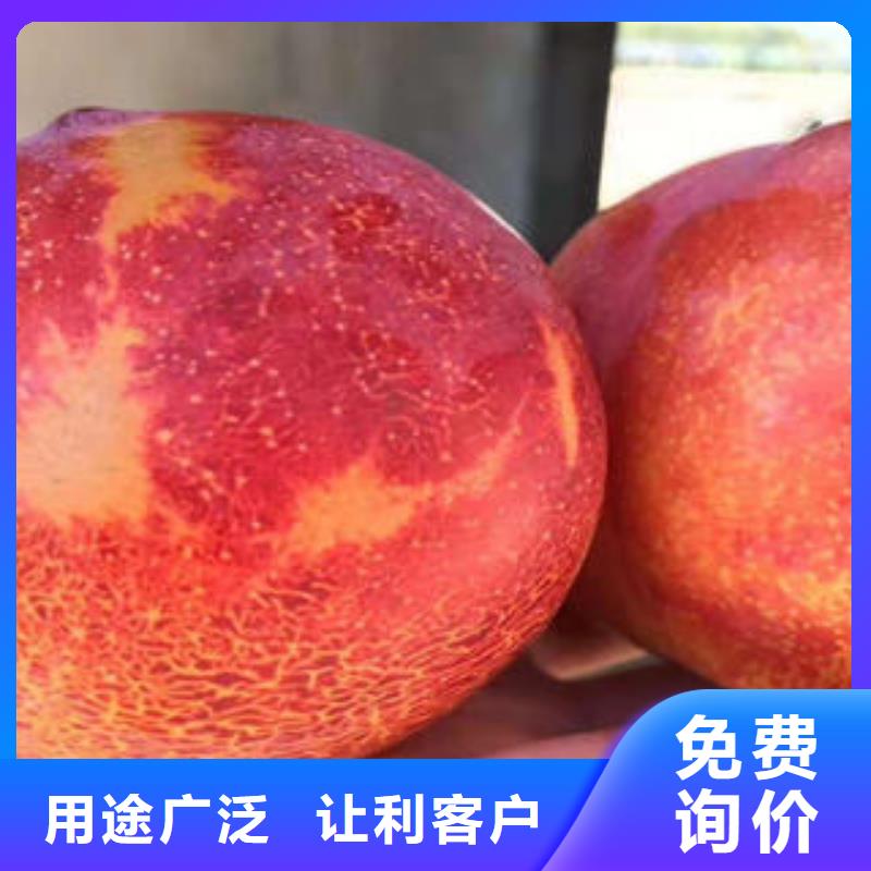 李子苗梨树苗实力工厂