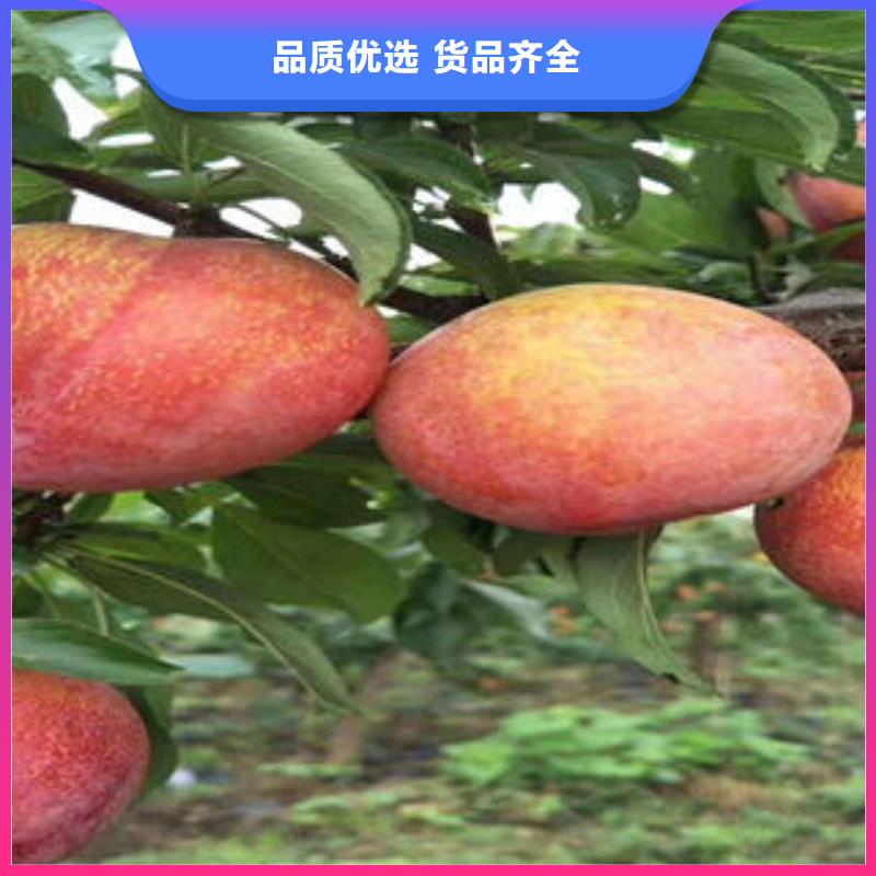 李子苗花椒苗真材实料诚信经营