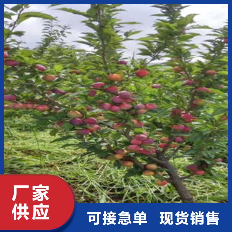 李子苗_【花椒苗】品牌专营