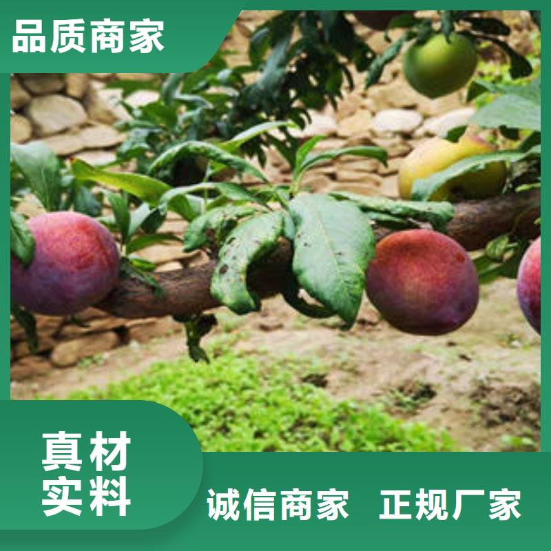 李子苗_【苹果苗】专业设计-兴海苗木种植社(普洱市分公司)|覆盖地域大理|怒江|丽江|西双版纳|保山