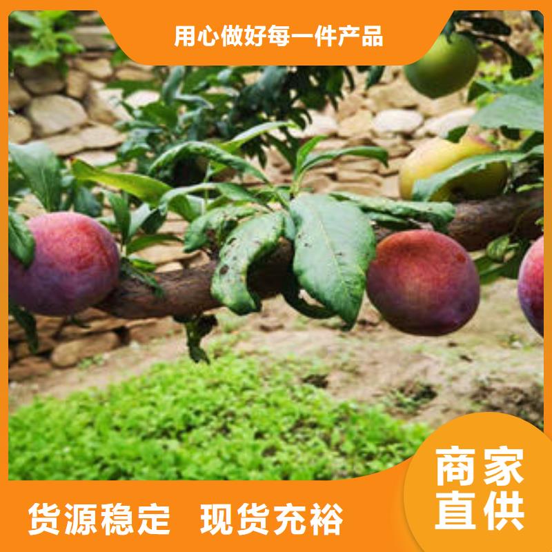 李子苗花椒苗放心購(gòu)