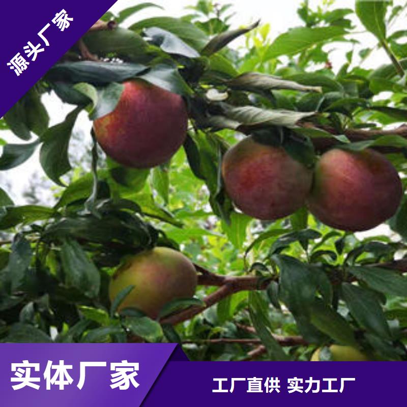 李子苗板栗苗专业供货品质管控