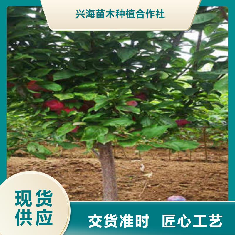 李子苗花椒苗为您提供一站式采购服务