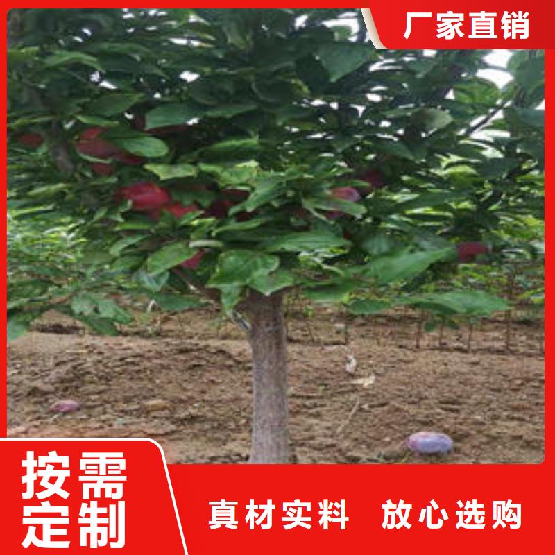 李子苗_【苹果苗】专业设计-兴海苗木种植社(普洱市分公司)|覆盖地域大理|怒江|丽江|西双版纳|保山