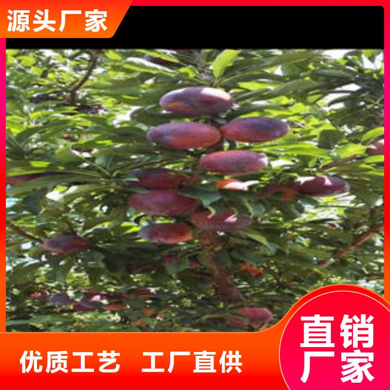 李子苗板栗苗本地配送