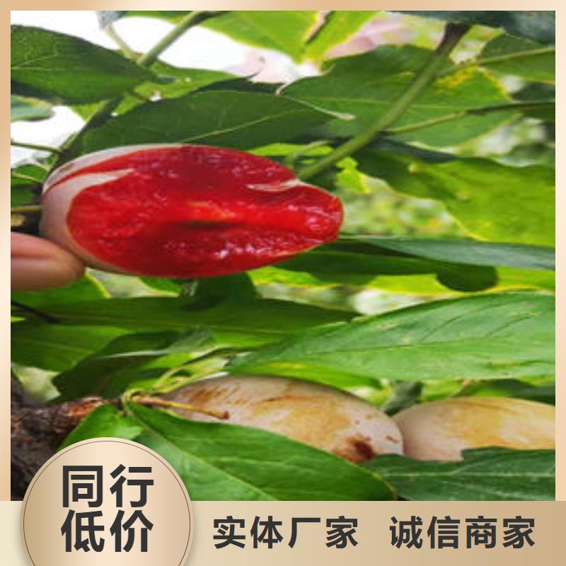 李子苗_【苹果苗】专业设计-兴海苗木种植社(普洱市分公司)|覆盖地域大理|怒江|丽江|西双版纳|保山