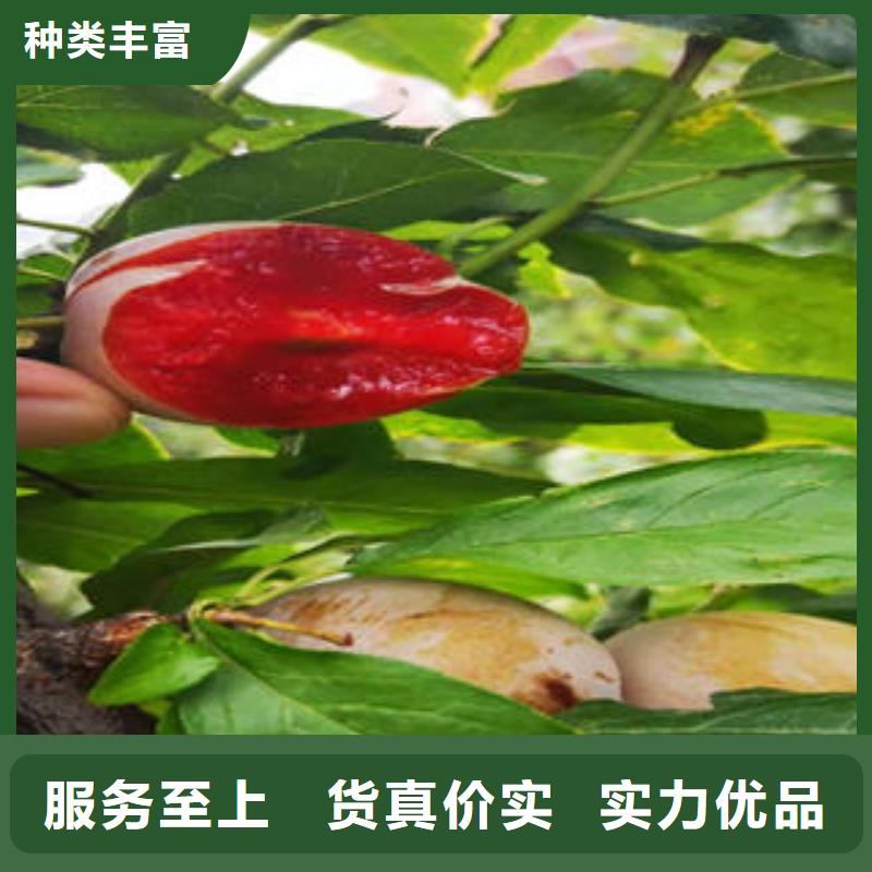 李子苗厂家定制