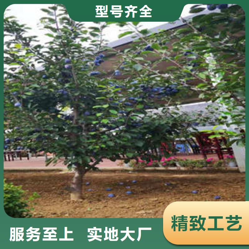 李子苗_桃树苗设计合理