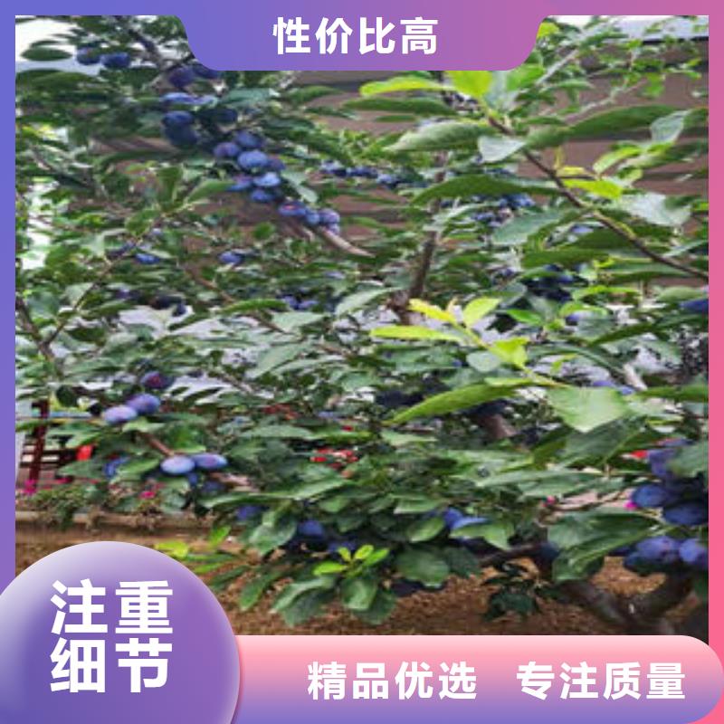 李子苗板栗苗本地配送