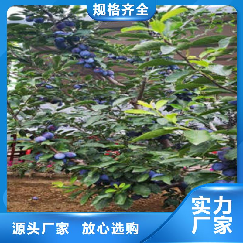 李子苗【山楂苗】当日价格