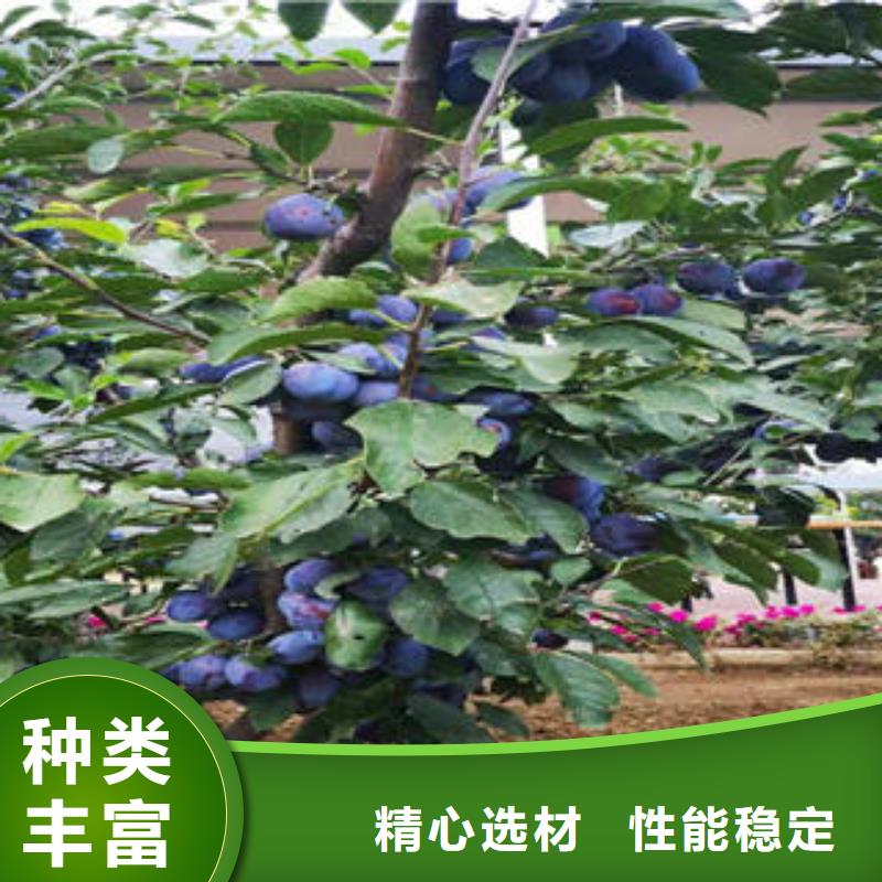 李子苗板栗苗制造厂家