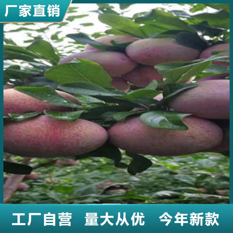 李子苗核桃苗用心制作