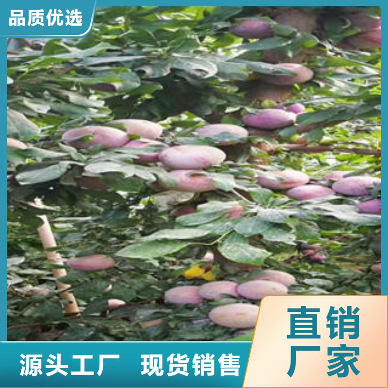 【李子苗板栗苗支持大批量采购】