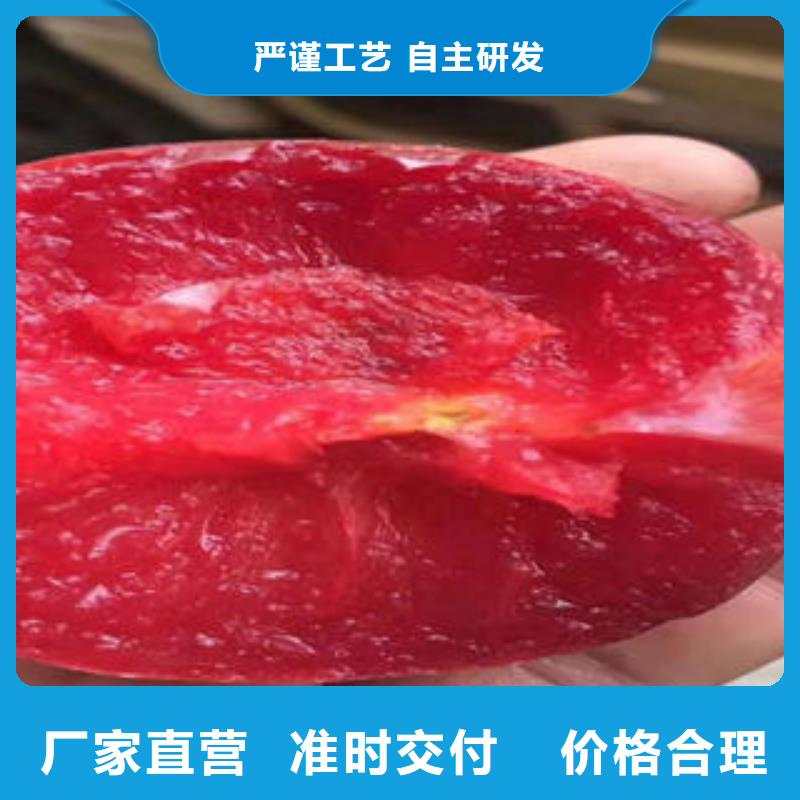 李子苗蓝莓苗物流配货上门