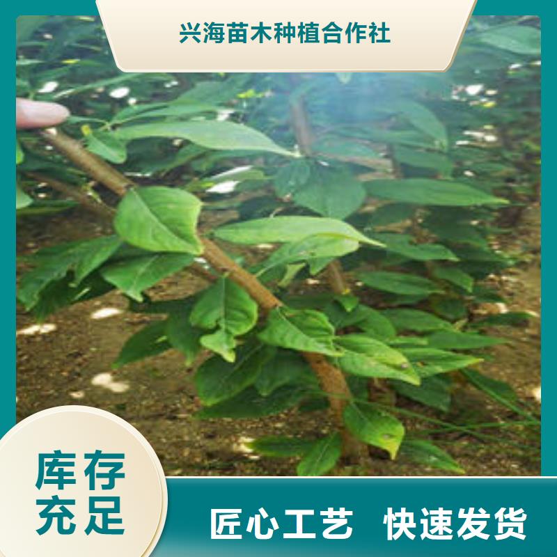 李子苗花椒苗放心購(gòu)