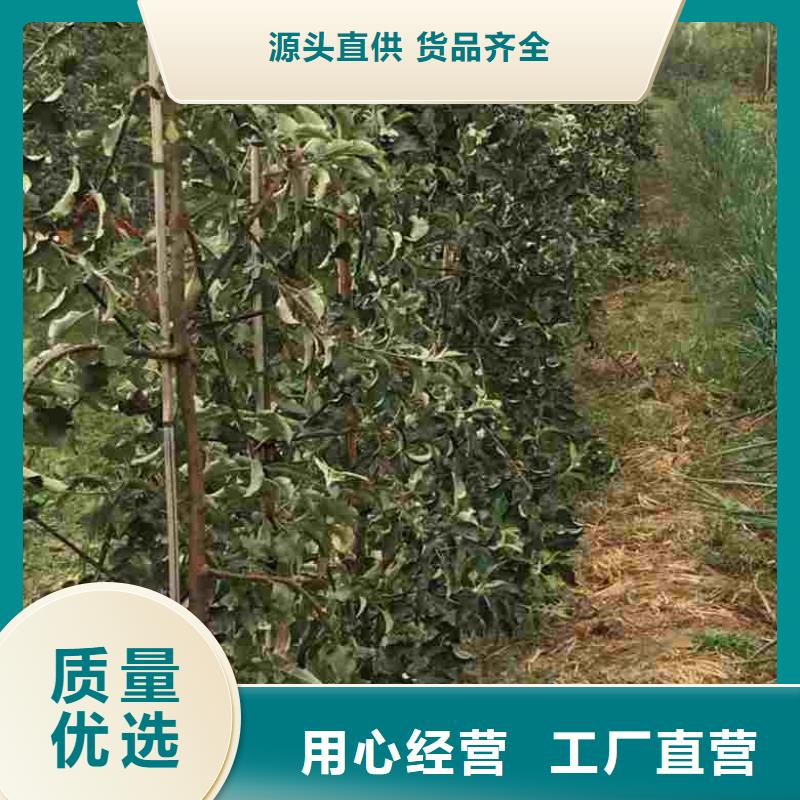 苹果苗梨树苗一站式服务