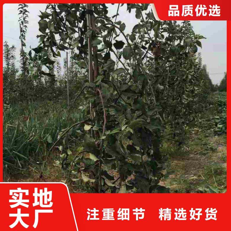 【 苹果苗 花椒苗原厂制造】