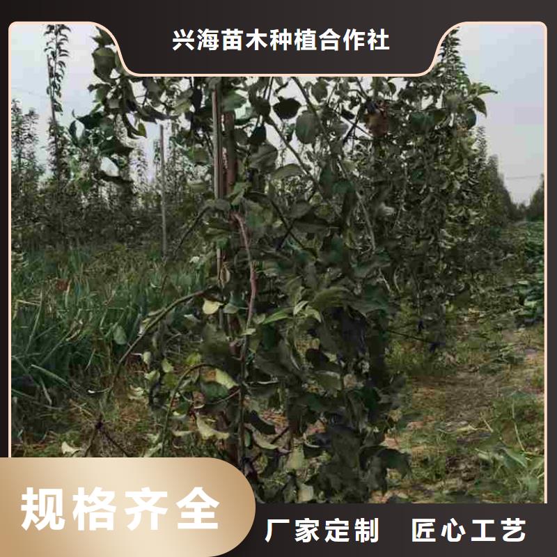 核桃苗视频-核桃苗-河北省【周边】品牌-保定|沧州|秦皇岛|廊坊|石家庄|张家口|邢台