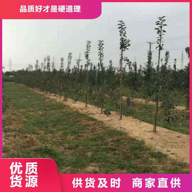 苹果苗,【蓝莓苗】优选厂家