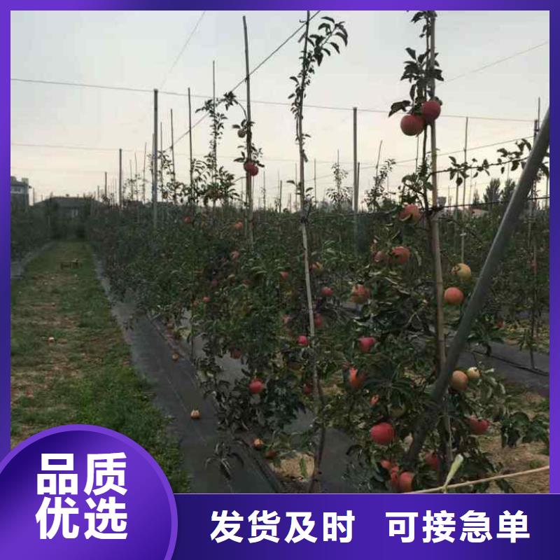 蘋果苗_梨樹苗質(zhì)檢合格發(fā)貨