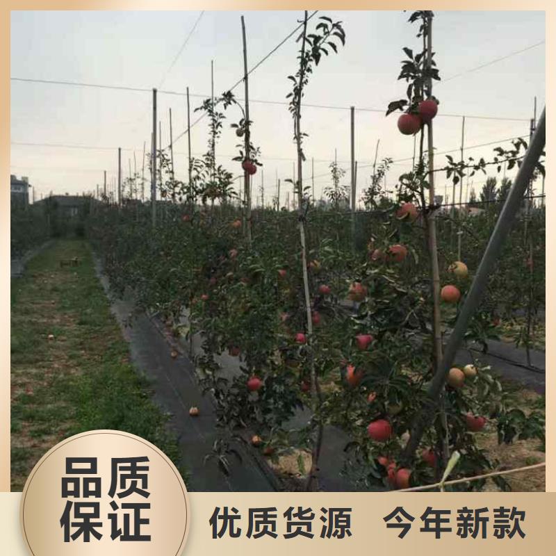 【苹果苗】蓝莓苗甄选好物