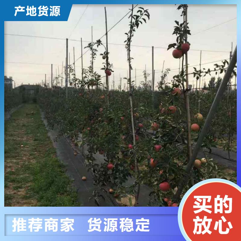 苹果苗,桃树苗专注品质
