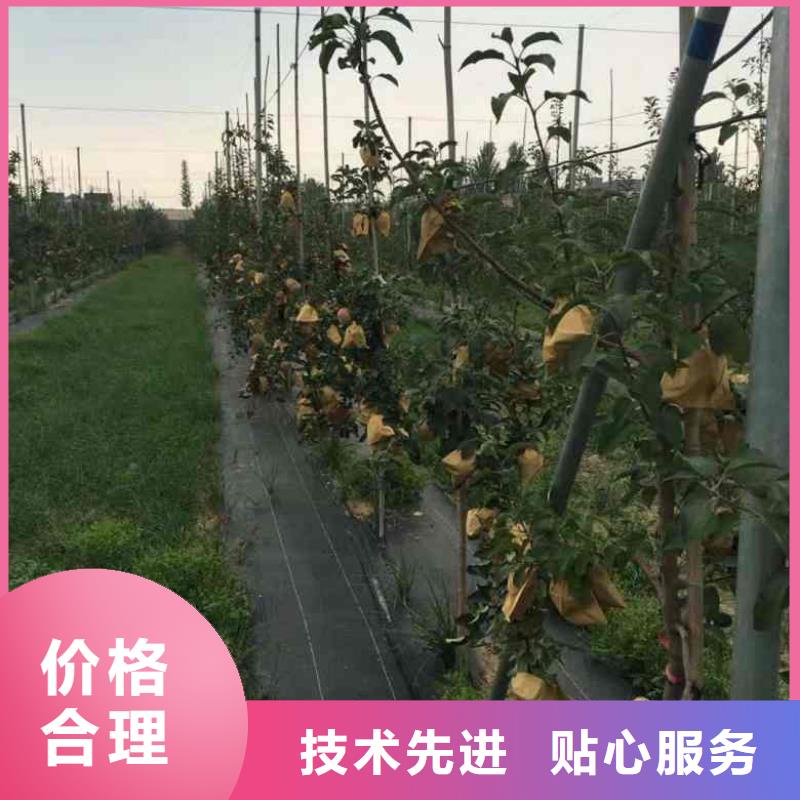 苹果苗桃树苗实拍品质保障