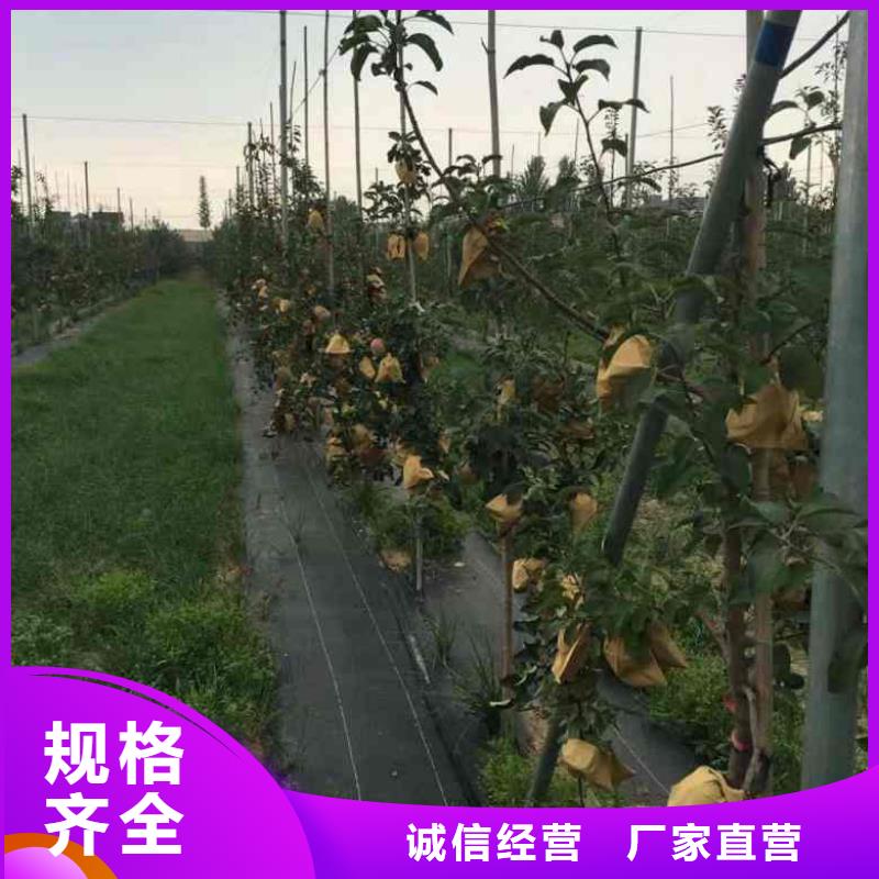 蘋果苗藍莓苗專業設計
