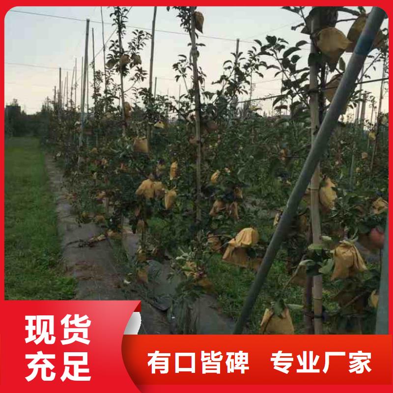 苹果苗【桃树苗】出货及时