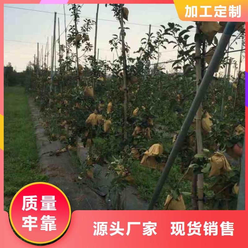 蘋果苗_藍(lán)莓苗暢銷本地