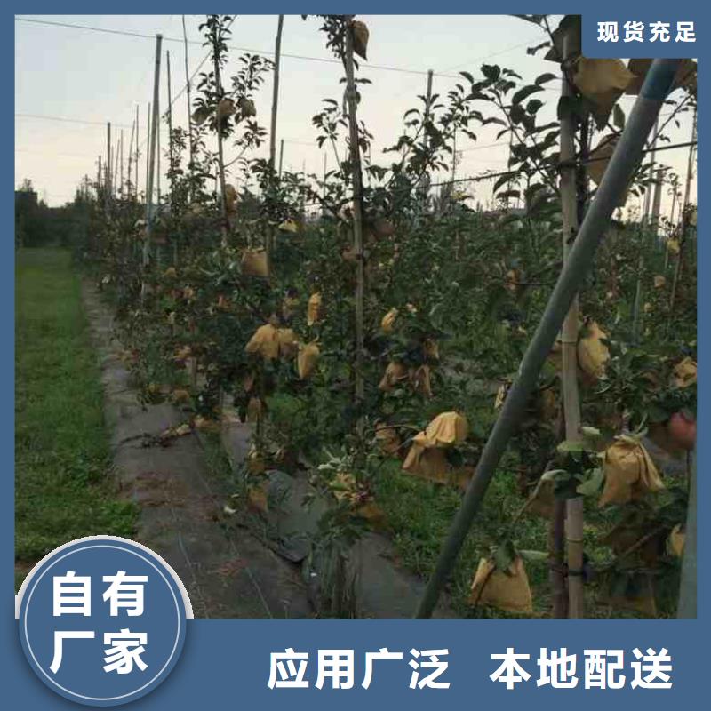 苹果苗核桃苗适用范围广