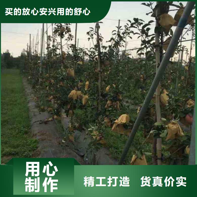蘋果苗梨樹苗安心購