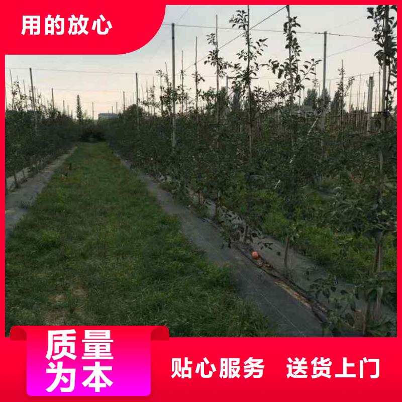 核桃苗-视频-天津市核桃苗-直辖天津市宝坻|河西|红桥|河东(该地)供应商
