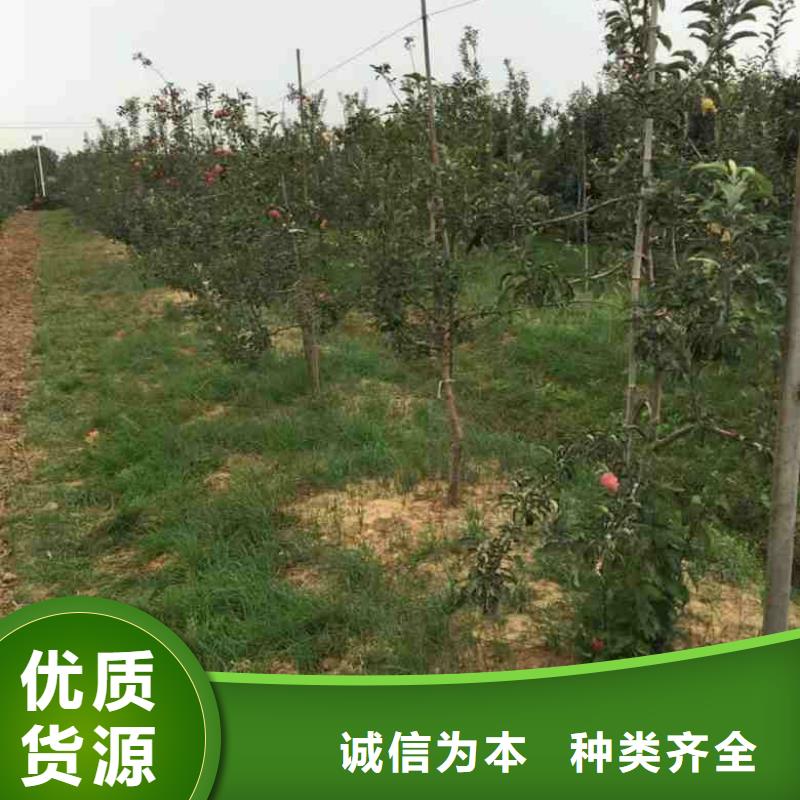 【苹果苗】_梨树苗定制定做-服务区域包括津南|东丽|红桥|和平|河东|武清等-产品视频